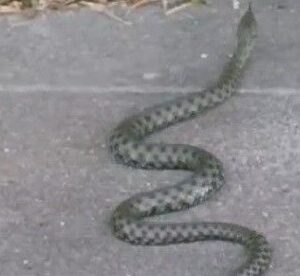 caddede yilan panigi yaklasik 1 metre uzulugunda 9ZsFnQk4