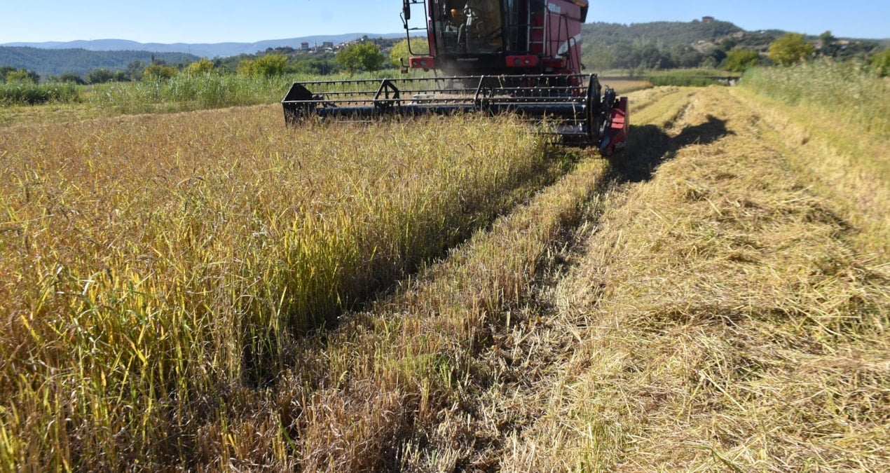boyabatta celtik hasadi basladi 14 bin ton urun bekleniyor XZqER1c8