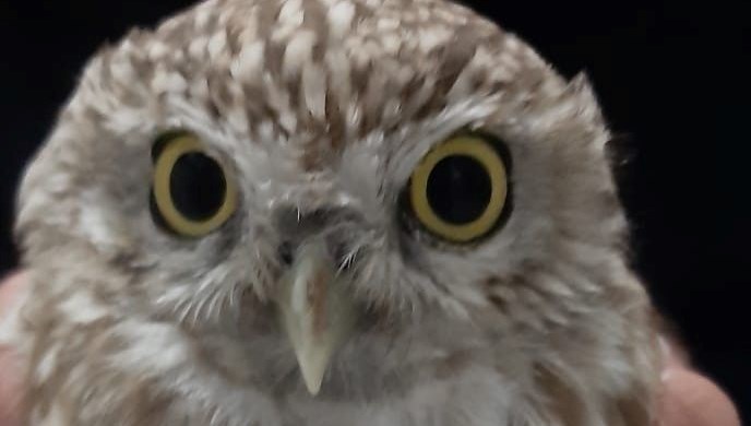 konyada yarali baykus koruma altina alindi QmIrtIlR