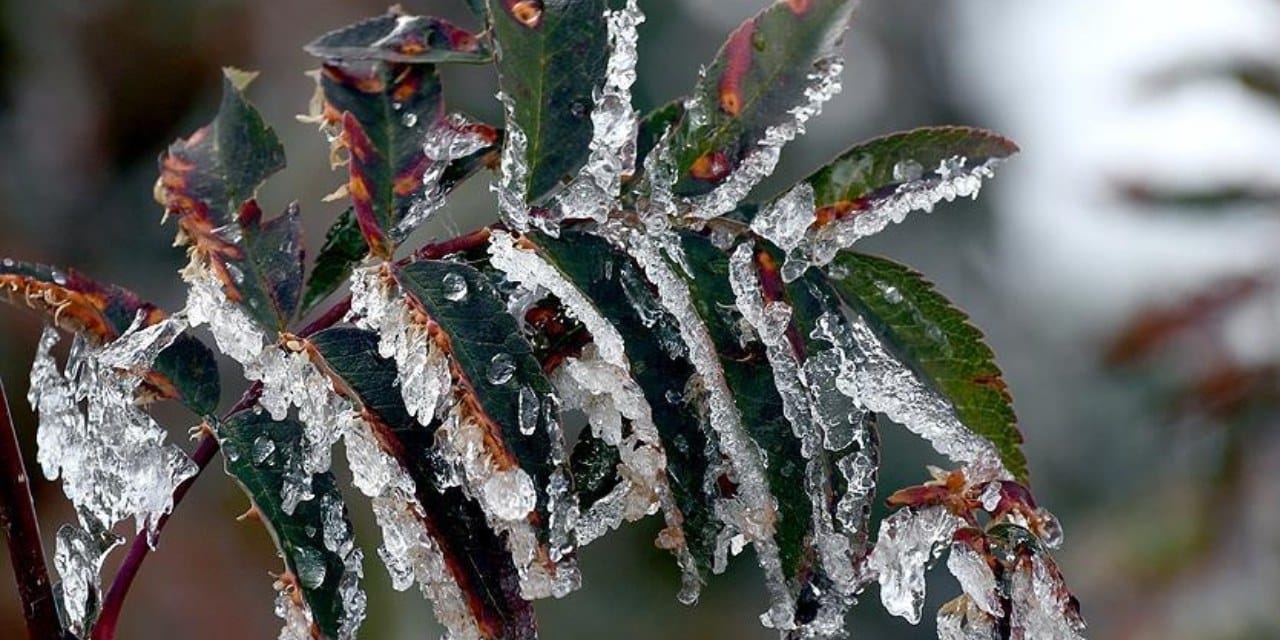 zirai don destek odemesi resmi gazetede kimler faydalanacak UyWY7Gn2