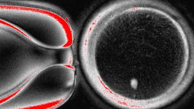 bilim dunyasinda cigir acan gelisme deri hucresinden yumurta hucresi uretildi 3dieGJZq