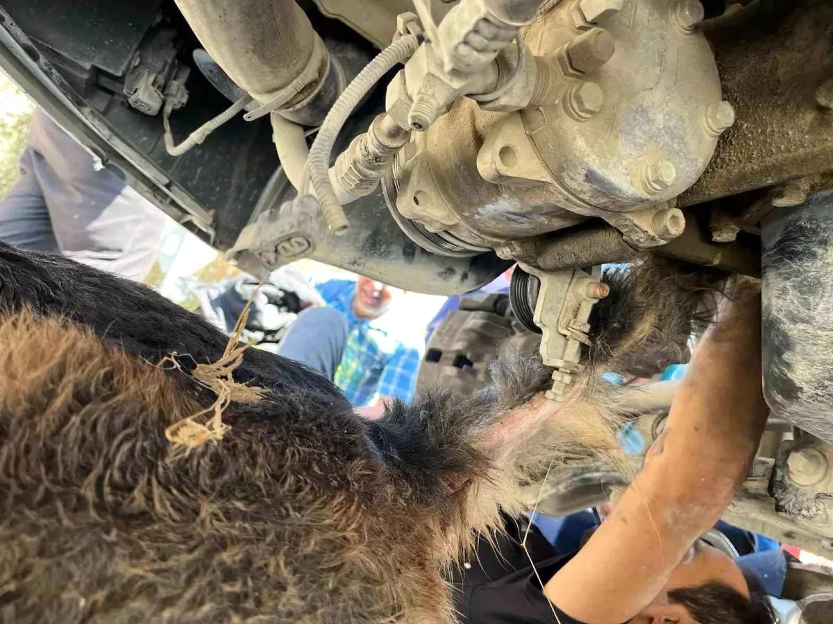 minibusun altinda mahsur kalan kopek itfaiye ekipleri tarafindan kurtarildi lj4mcG1O