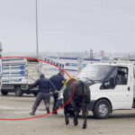 Diyarbakır’daki Canlı Hayvan Borsasında Kaçan Boğa Kaosa Neden Oldu