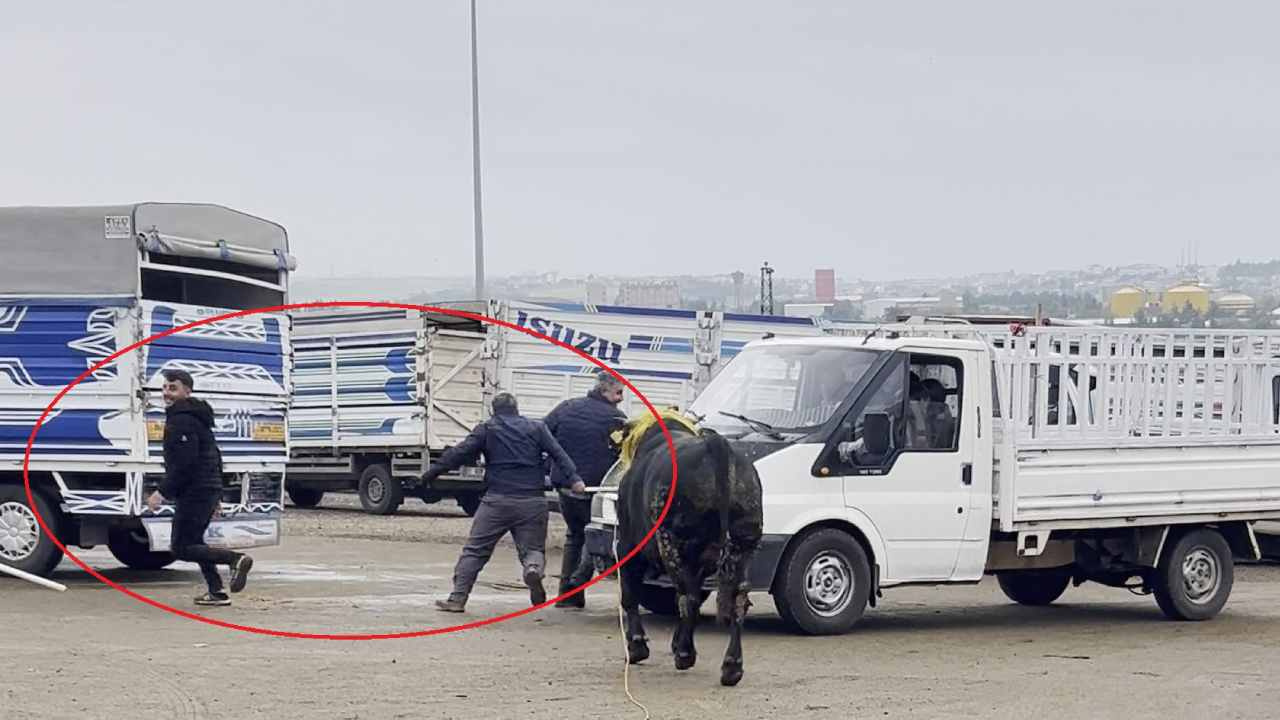 Diyarbakır’daki Canlı Hayvan Borsasında Kaçan Boğa Kaosa Neden Oldu