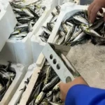 Izmir il tarimdan su urunlerine siki denetim GDEDCdxm